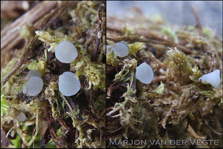 Violet elzenknoopje - Ombrophila violacea
